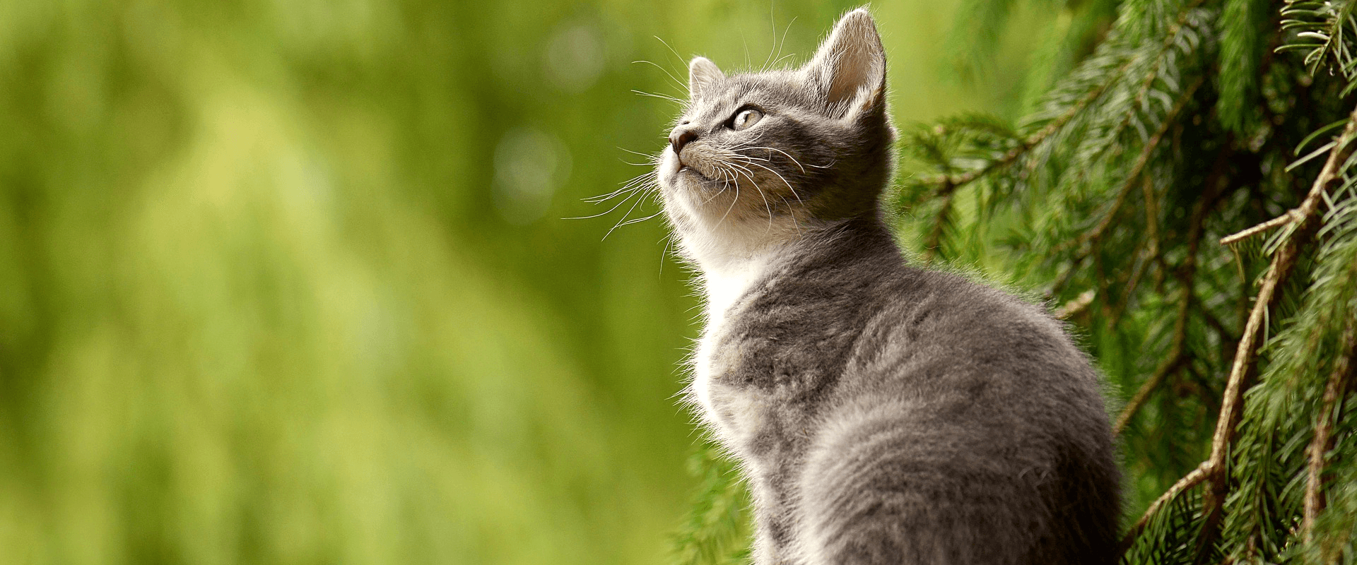 Coastal Critter Carriers Interstate Pet Transport Central Coast Pet