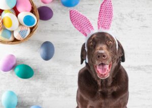 No Chocolate for Dogs This Easter Coastal Critter Carriers Pet Transport Central Coast