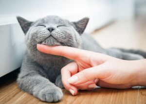 Pet Transport NSW Door to Door Transport Cat Transport with Coastal Critter Carriers